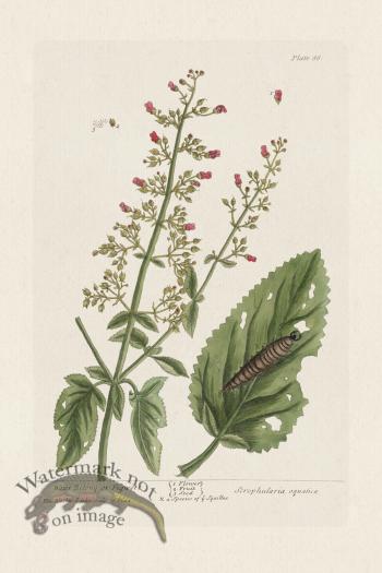 BEE 086 Water Betony or Figwort